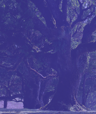 roots in our life